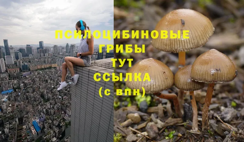 Псилоцибиновые грибы Psilocybe  Заволжье 